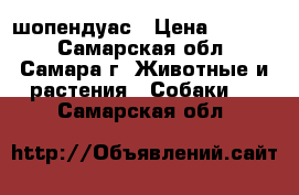 шопендуас › Цена ­ 2 000 - Самарская обл., Самара г. Животные и растения » Собаки   . Самарская обл.